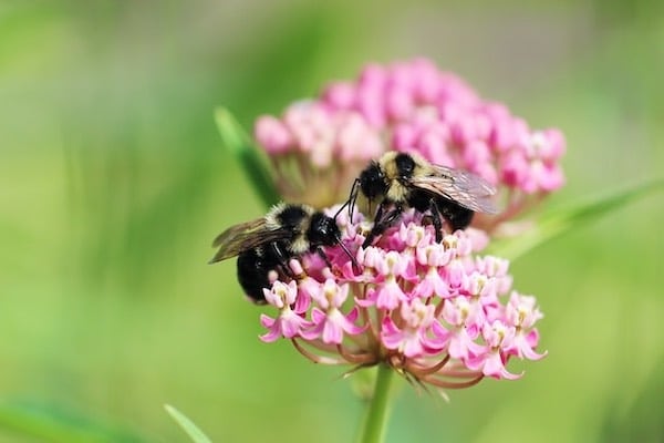 Bin på blomman. Något som elefanter skulle vara rädda för. Foto av Esperanza Doronila.