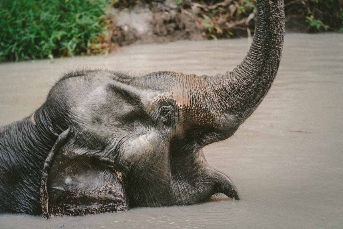 Beste plaatsen om olifanten te zien in Thailand