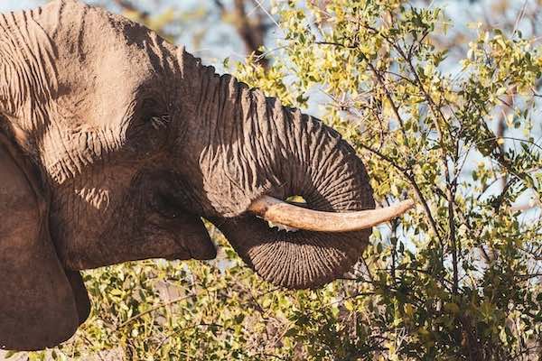 Oudere olifant die van een boom eet. Foto door Eelco Böhtlingk.