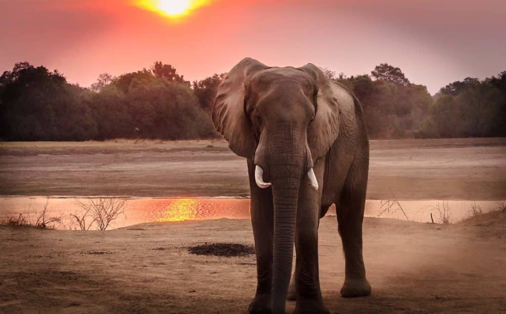 Why do Elephants only live in Africa and Asia? - The Elephant Guide