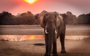 Elefante en África disfrutando de la puesta de sol