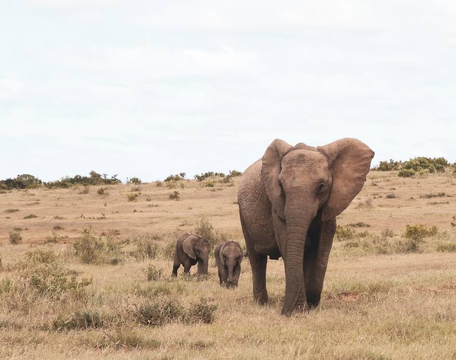 Elefantmamma med kalvar. Foto av Glen Carrie.