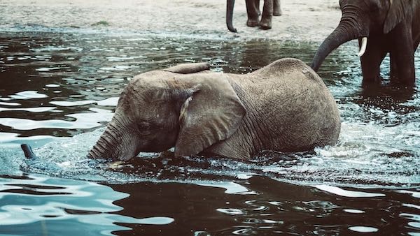 Jonge olifant zwemmend. Foto door Julia Joppien.