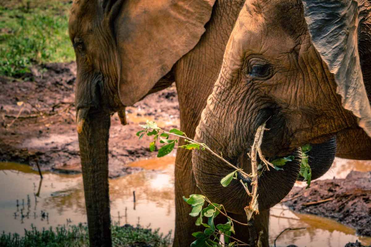 Elefantes comiendo en el orfanato de elefantes Sheldrick en Nairobi, Kenia