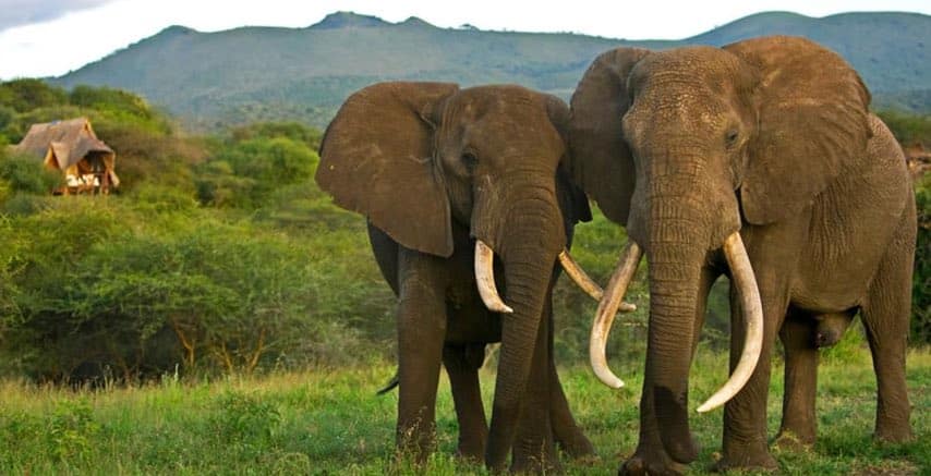 Elefanter i Chyulu Hills nationalpark, Kenya