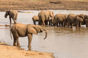 Elefanter tar ett bad i ett sydafrikanskt reservat