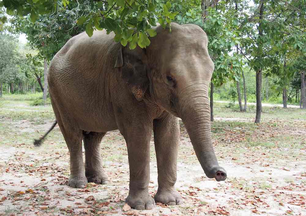 Elefant som strövar omkring i vegetationen i Kambodja i ECDP:s lokaler. Foto av Deb Dowd.