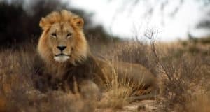 Lion in Kgalagadi, South Africa