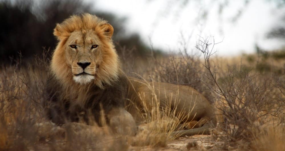 Löwe in Kgalagadi, Südafrika