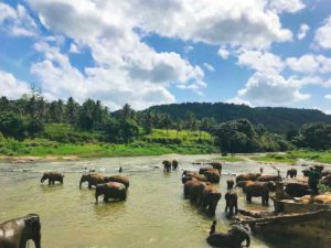 Asiatische Elefanten nehmen an einem heißen Sommertag ein Bad