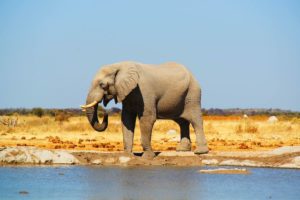 Een majestueuze olifant bij een waterpoel in Botswana