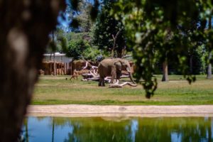 Olifanten in de dierentuin van Fresno