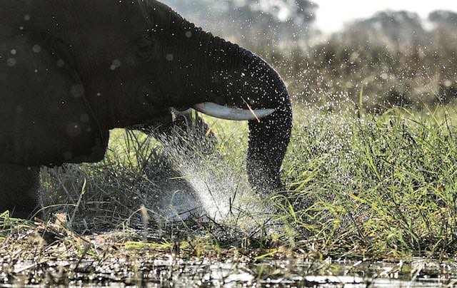 Elefanten saugen Wasser mit einer Geschwindigkeit von 540 km/h auf