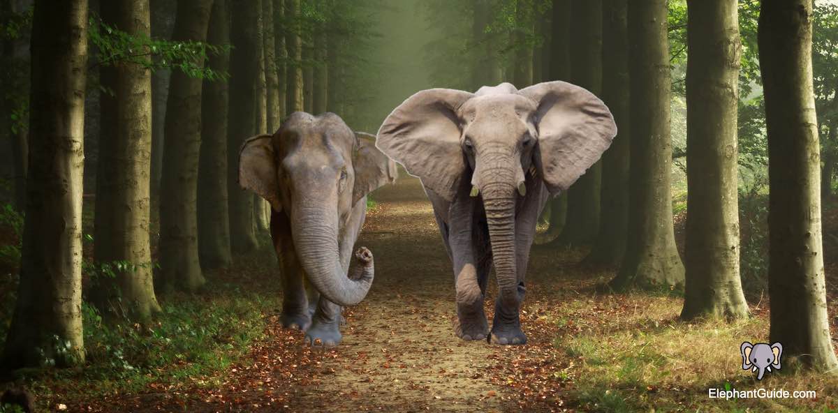 Was sind die Unterschiede zwischen afrikanischen und asiatischen Elefanten?