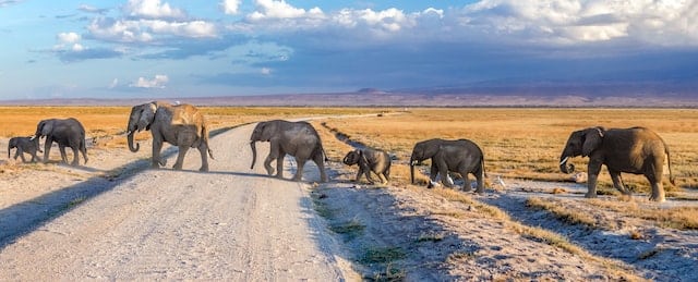 Elefantenfamilie beim Überqueren einer Straße und eines Weges am späten Nachmittag in Amboseli, Kenia. Rechts erhebt sich die Schulter des Kilimandscharo. Foto von Neil und Zulma Scott.