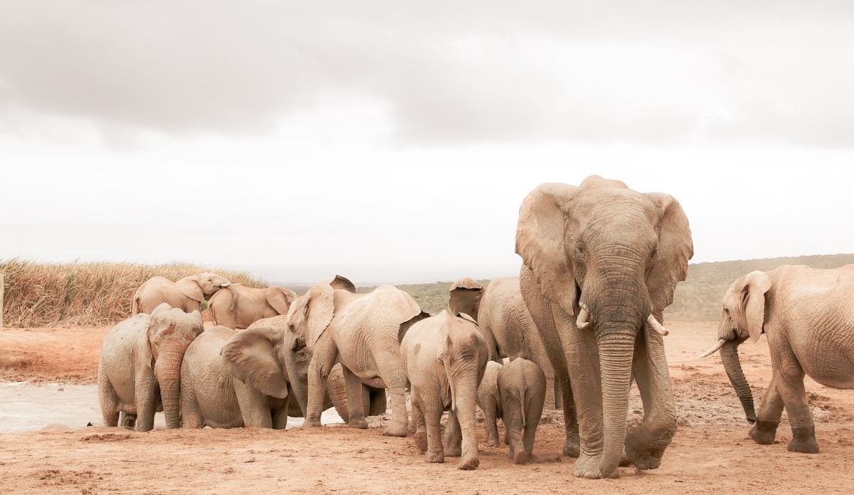 Una gran manada de elefantes en una charca en África.