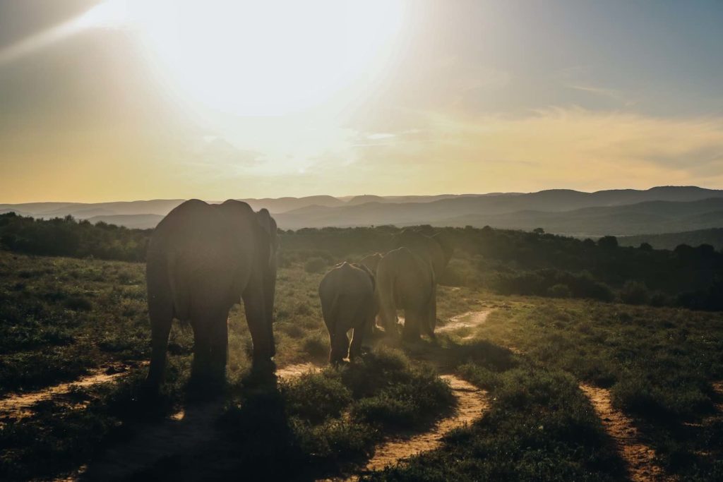 Fotot är taget i Addo Elephant National Park i Sydafrika. Efter en hel dag i parken såg vi dessa vackra djur vandra nerför solnedgången under uppsikt av sin matriark. Vi tyckte att det var ett fantastiskt porträtt av lojalitet mot flocken och familjen. Foto av Hanne Neijland.