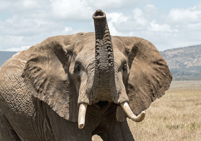 Ein Elefant versucht, seine Umgebung in Lewa Wildlife, Kenia, zu erschnüffeln. Foto von David Clode.