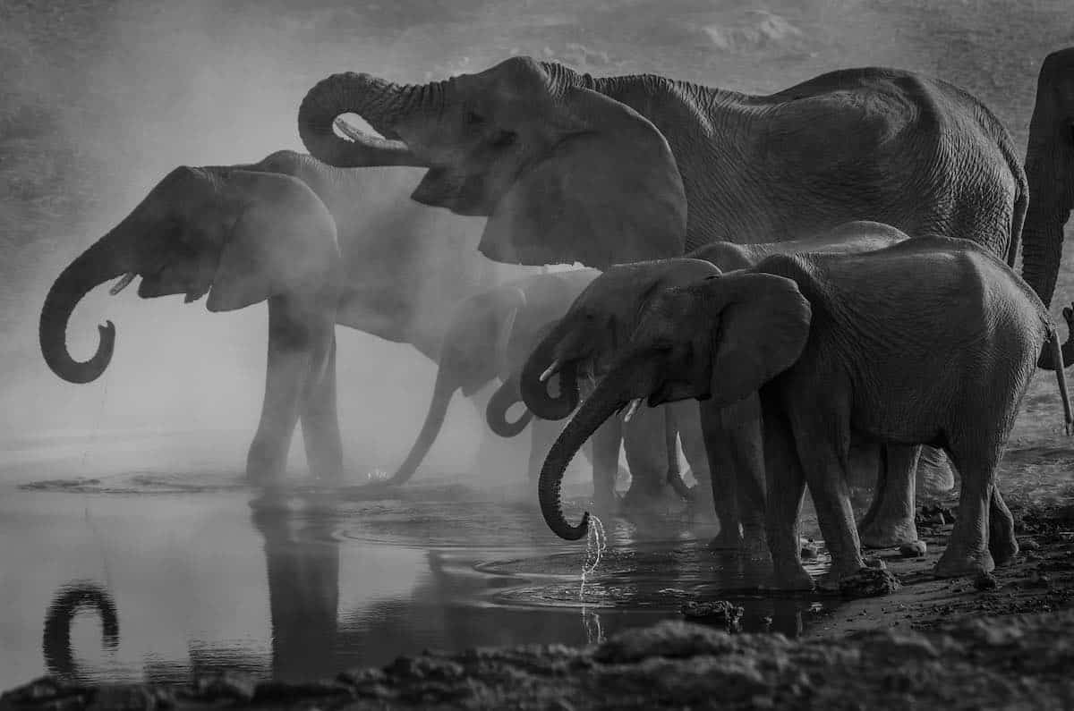 Svartvit bild av elefanter som dricker vatten från ett vattenhål.