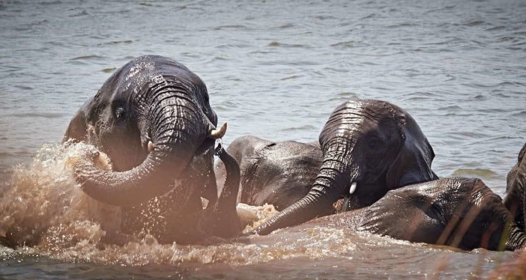 Elefantes dándose un baño en el Parque Nacional de Pilanesberg, Sudáfrica. Fotografía de Charl Durand.