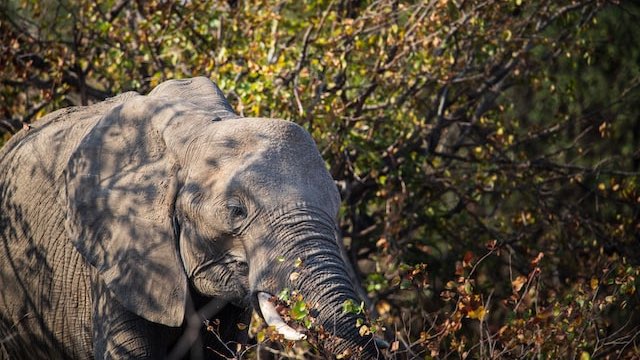 Afrikaanse olifant eet van struiken en bomen in Zuid-Afrika. Foto door: Ajeet Panesar.