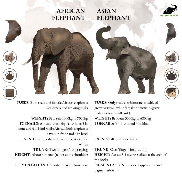 Illustration som visar skillnaderna mellan den afrikanska elefanten och den asiatiska elefanten. Bildkälla: Bild: Wildlifesos.org.