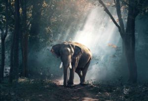 Ein Elefant geht mit gutem Beispiel voran. Starker Elefant im Wald.