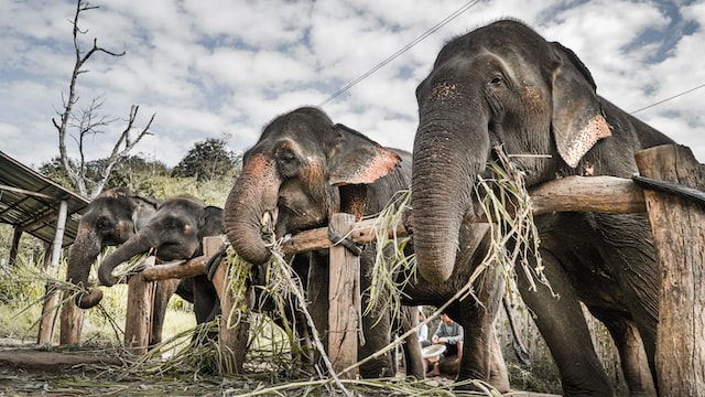 Aziatische olifanten eten bladeren en bamboe bij Elephant Rescue in Thailand. Foto door: Kameron Kincade.