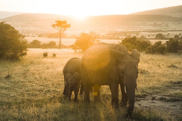 Eine Elefantenfamilie schreitet bei Sonnenuntergang davon. Foto von Harshil Gudka.