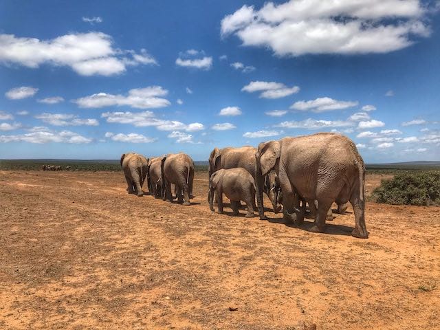 Elefantenfamilie beim Spaziergang durch die Savanne in Afrika. Foto von Jonathan Ridley.