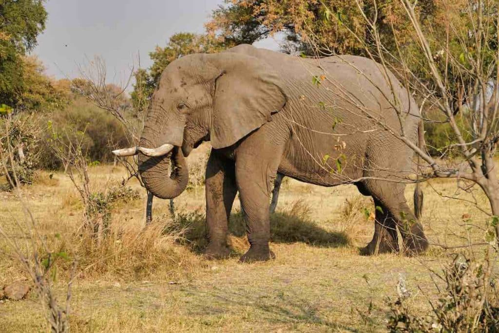Elefante asombrosamente enorme en el delta del Okavango, Botsuana.