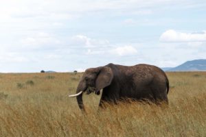 El elefante africano está desde hace tiempo en peligro de extinción.