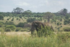 Een Afrikaanse bosolifant wordt gezien tijdens een safari in Tanzania.