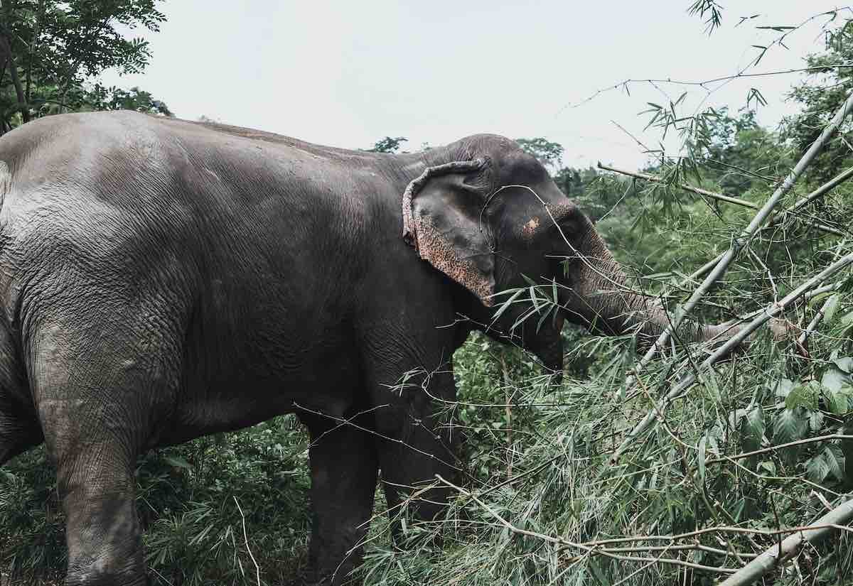 Een Aziatische olifant in Thailand vernietigt bomen en struikgewas.