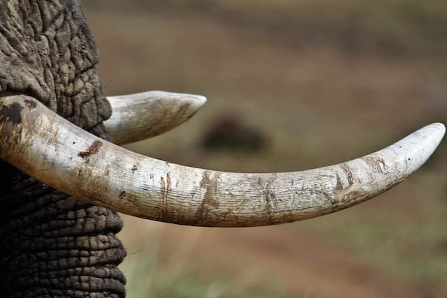 Primer plano de los colmillos de marfil del elefante. Fotografía de Pawan Sharma.