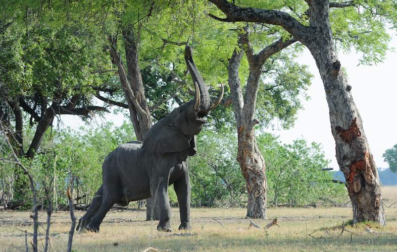 Why Do Elephants Destroy Trees? - The Elephant Guide