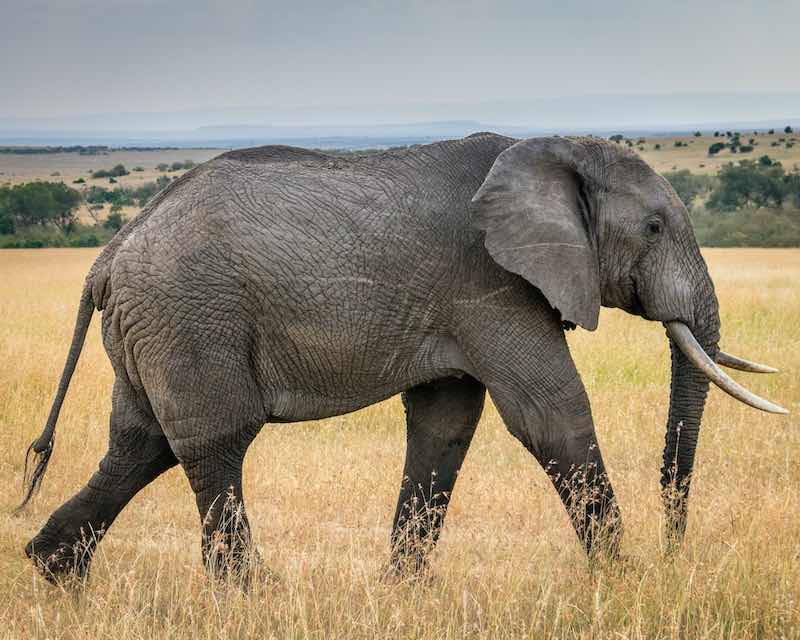 Ein junger Elefant läuft über das Grasland im Maasai Mara National Reserve, Kenia. Foto von Sutirta Budiman.