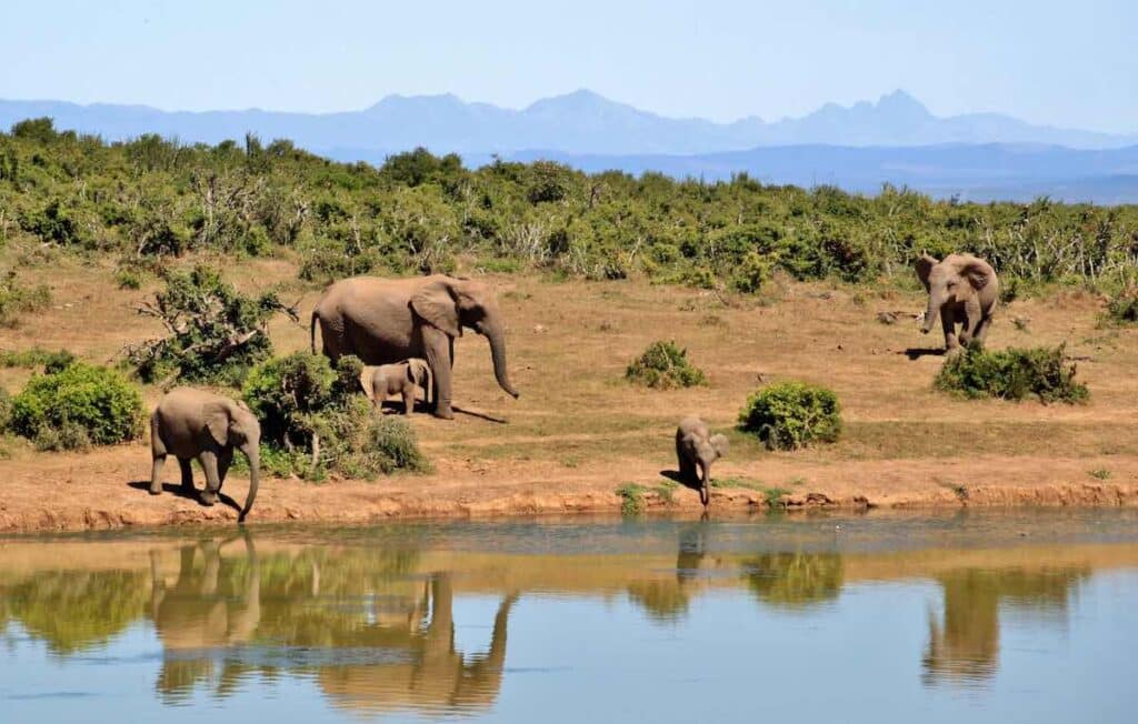 Elefanter dricker vid ett vattenhål i Afrika. Foto av Pixabay. 