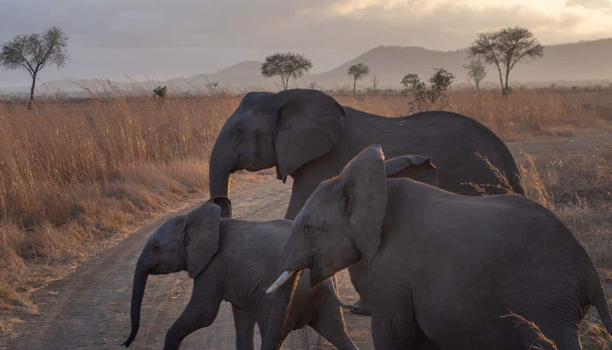 Tre elefanter går i solnedgången i Tanzania.
