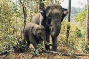 Zwei Elefanten in freier Wildbahn fressen Blätter, indem sie Äste vom Baum abbrechen. Ein eindeutiges Zeichen für Elefanten in freier Wildbahn.