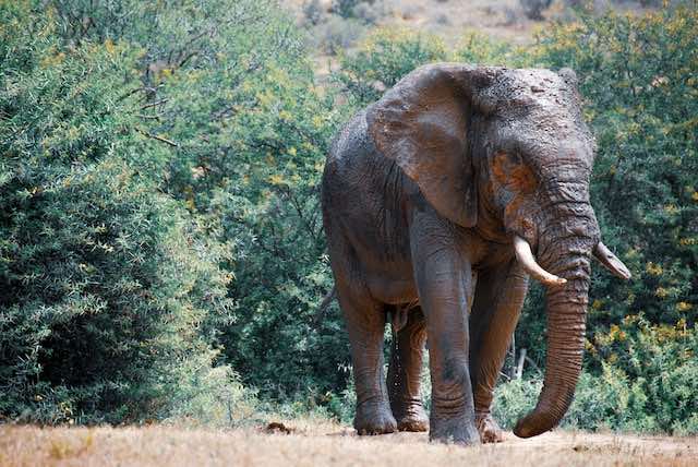 Afrikaanse olifant loopt over het land van Addo National Park, Zuid-Afrika. Foto door Josh Muller.