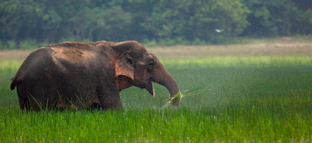 Ein asiatischer Elefant genießt das frische Gras. Foto von Rohit Varma.