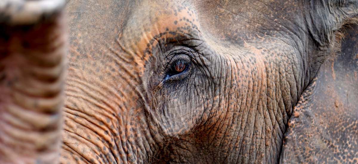 Close up van het oog van een olifant en zijn gezicht, genomen in Chang Mai, Thailand. Foto door Lauren Kay.
