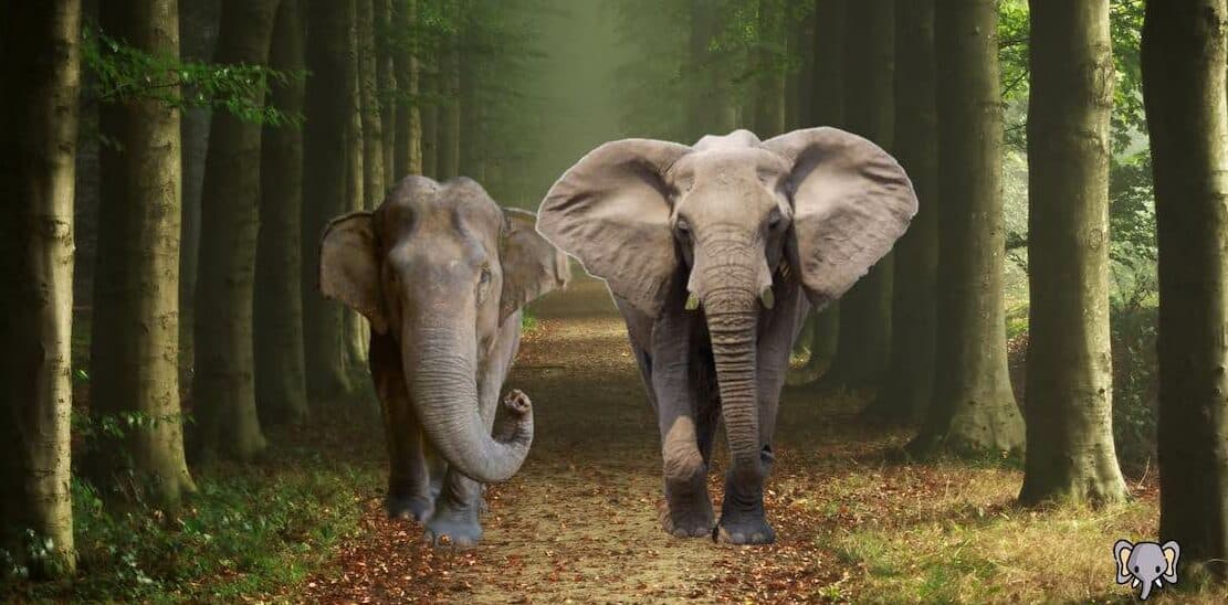En asiatisk elefant och en afrikansk elefant promenerar i en skog. Bildkälla: ElephantGuide.com