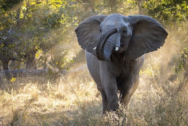 Elefant som trumpetar iväg i Zambezis nationalpark. Foto av Ian Mackey.