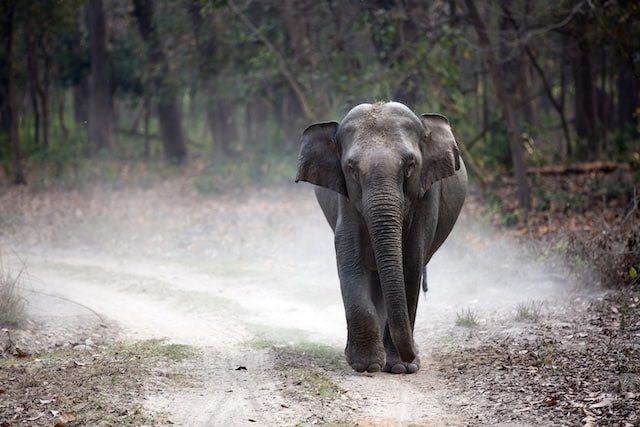 Elephant walking in Jim Corbett National Park, India. Photo by Gautam Arora.