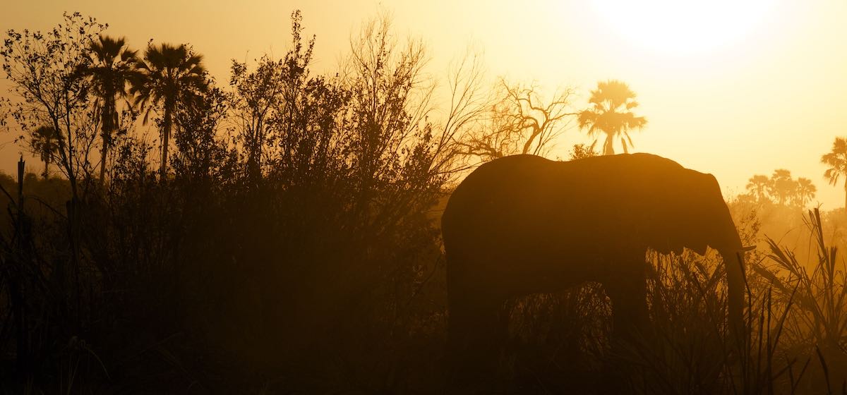 Een olifant in de zonsondergang in Botswana. Foto door Andy Brunner.
