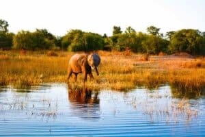 En elefantunge promenerar vid sjön för att hämta lite vatten vid Karibasjön i Siavonga, Zimbabwe.