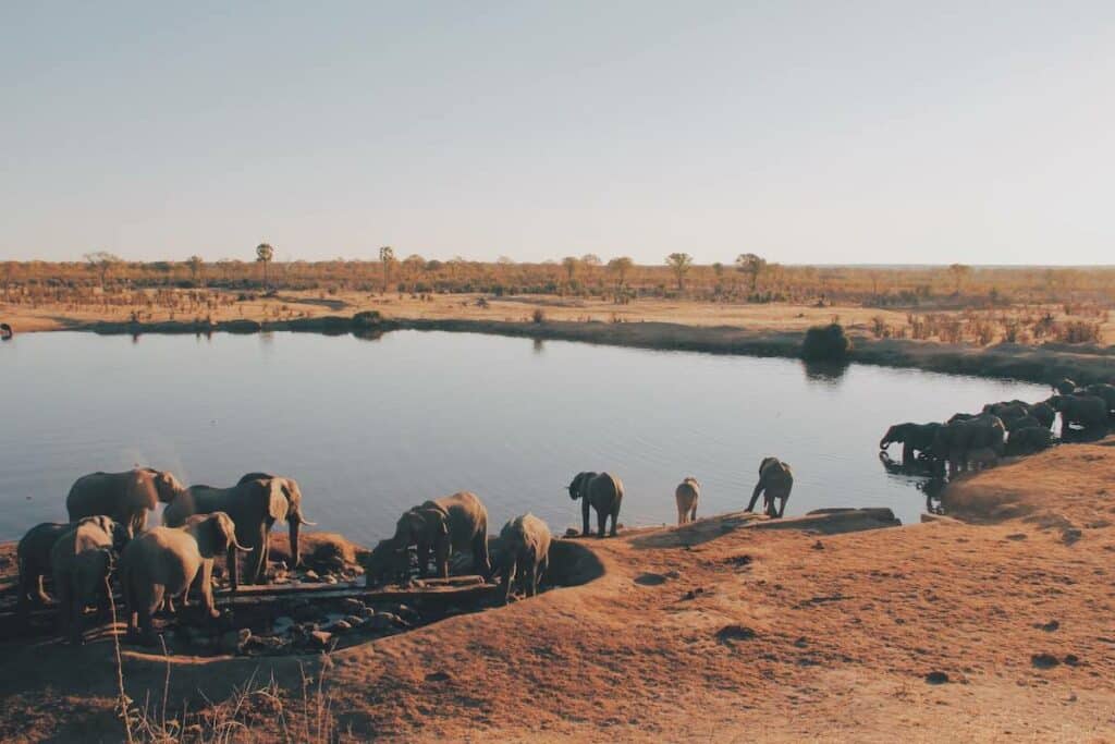 Schönes Foto einer großen Elefantenherde beim Trinken an einer Wasserstelle im Hwange-Nationalpark, Simbabwe. Foto von Christine Donaldson.