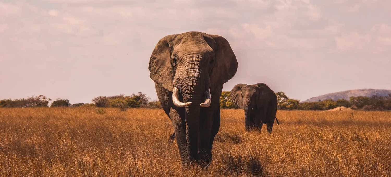 Elefanten in freier Wildbahn in Afrika. Foto von @ajrobbie.